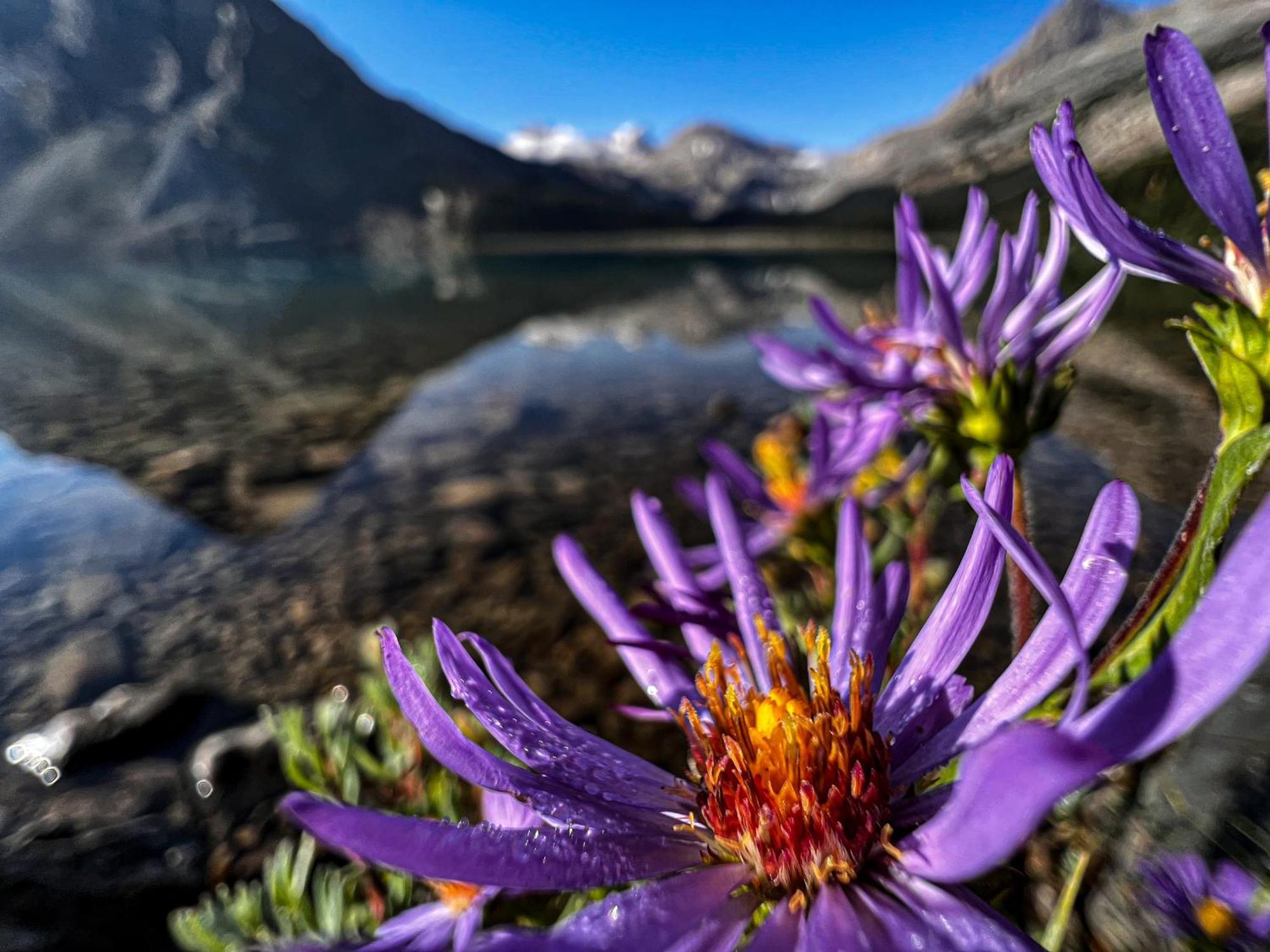 The Lodge At Bow Lake Lake Louise Dış mekan fotoğraf